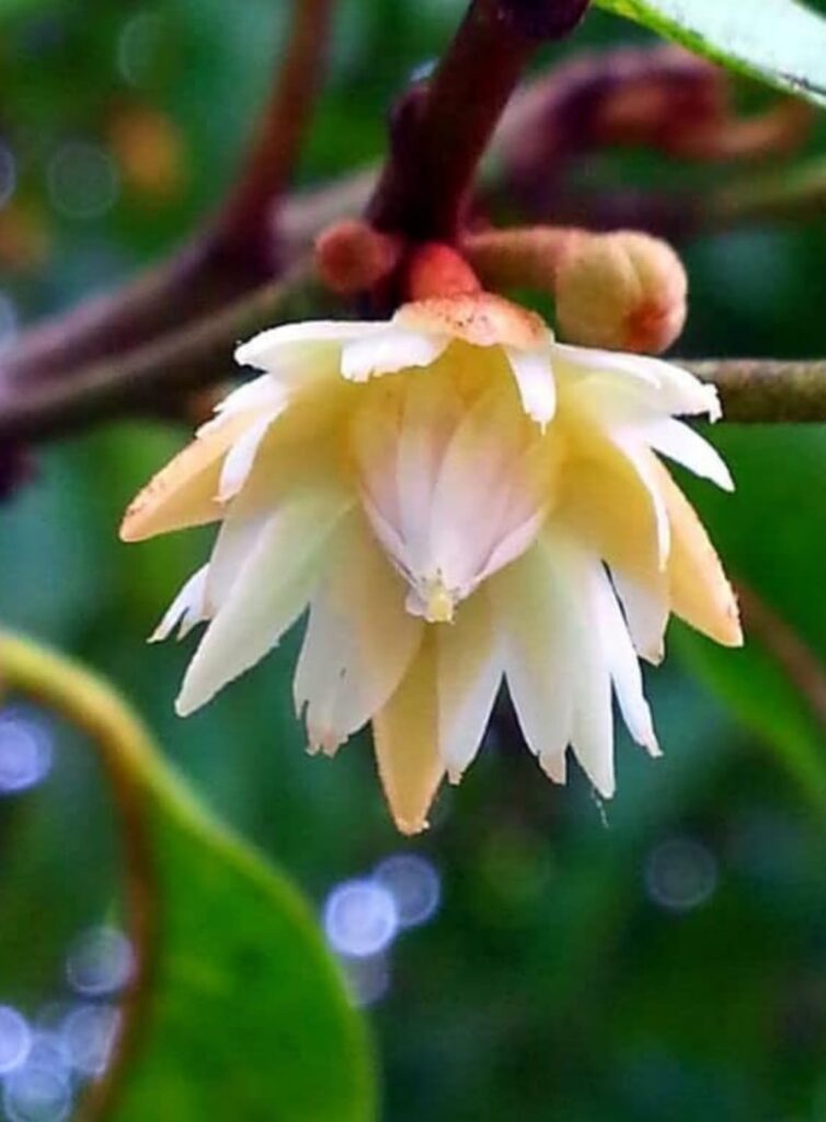 sweet scent of Bakul flowers