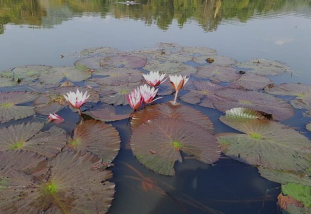 Mighty Chandubi Lake