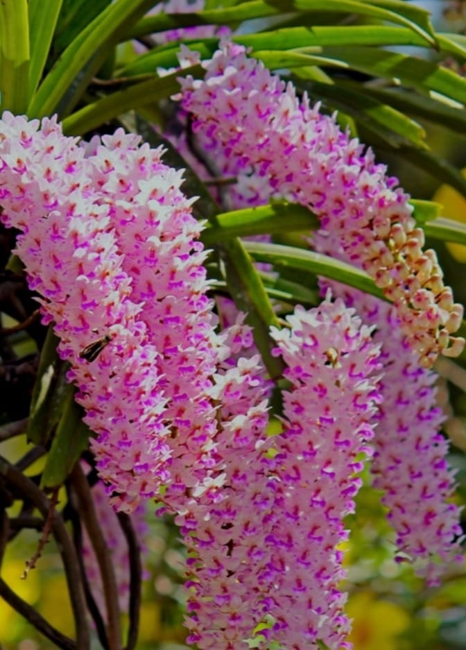 Elegant Kopou Phool