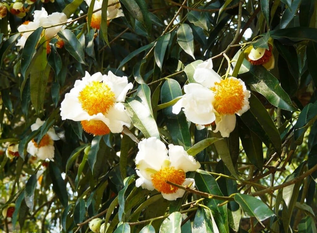 Elegant Nahar Phool